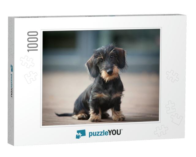 Cute & Shy Wire-Haired Miniature Dachshund Puppy Posing f... Jigsaw Puzzle with 1000 pieces