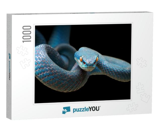 Blue Viper Snake on Branch Ready to Attack Prey, Viper Sn... Jigsaw Puzzle with 1000 pieces