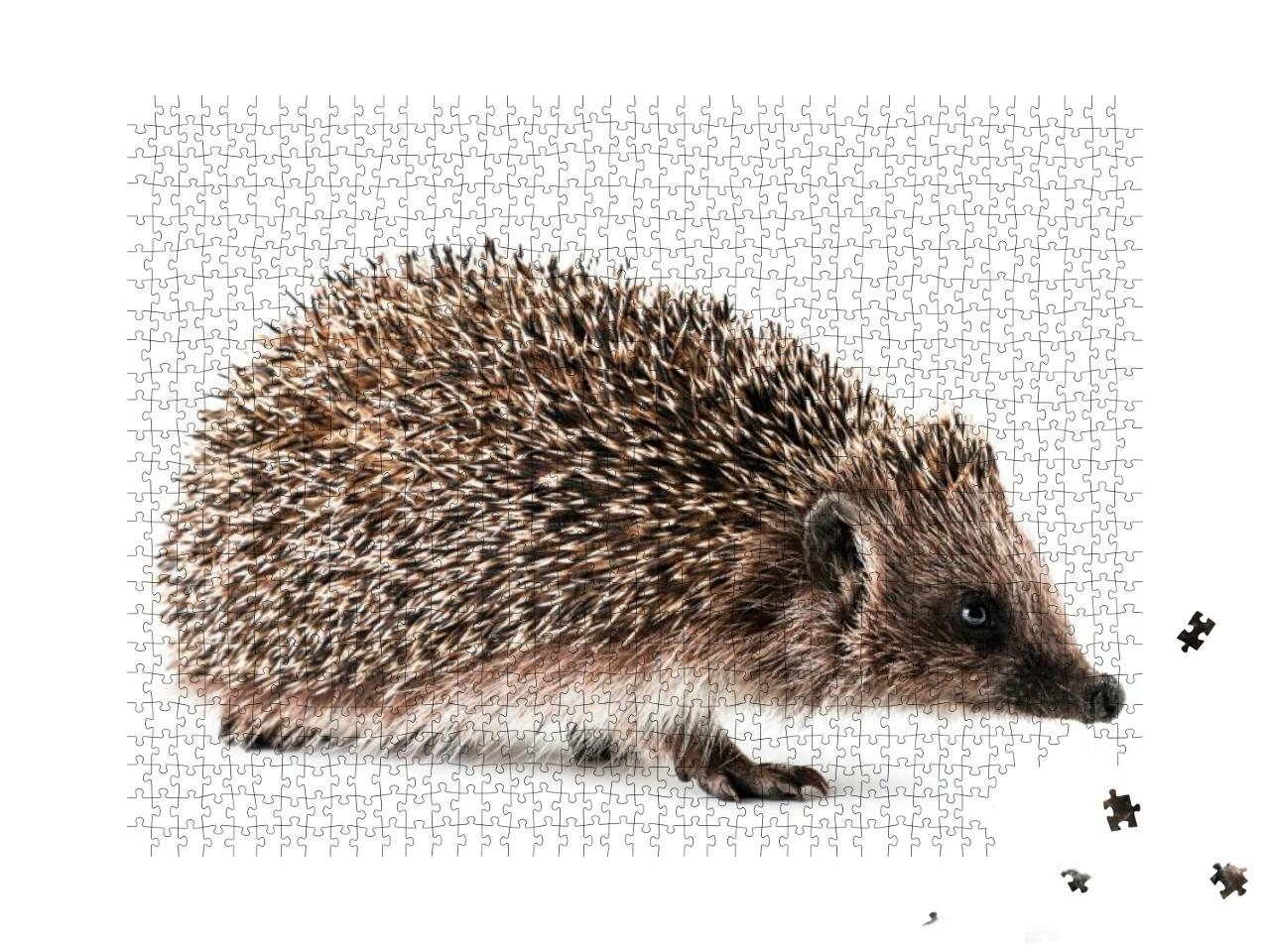Hedgehog Close-Up on a White Background. Isolated... Jigsaw Puzzle with 1000 pieces