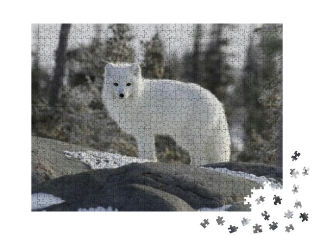 Arctic Fox Vulpes Lagopus in White Winter Coat Staring Of... Jigsaw Puzzle with 1000 pieces