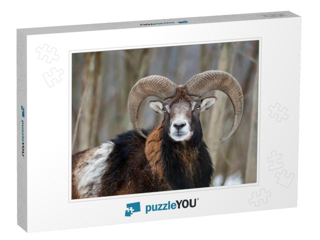 Winter Portrait of Big Mouflon Animal. Mouflon, Ovis Orie... Jigsaw Puzzle