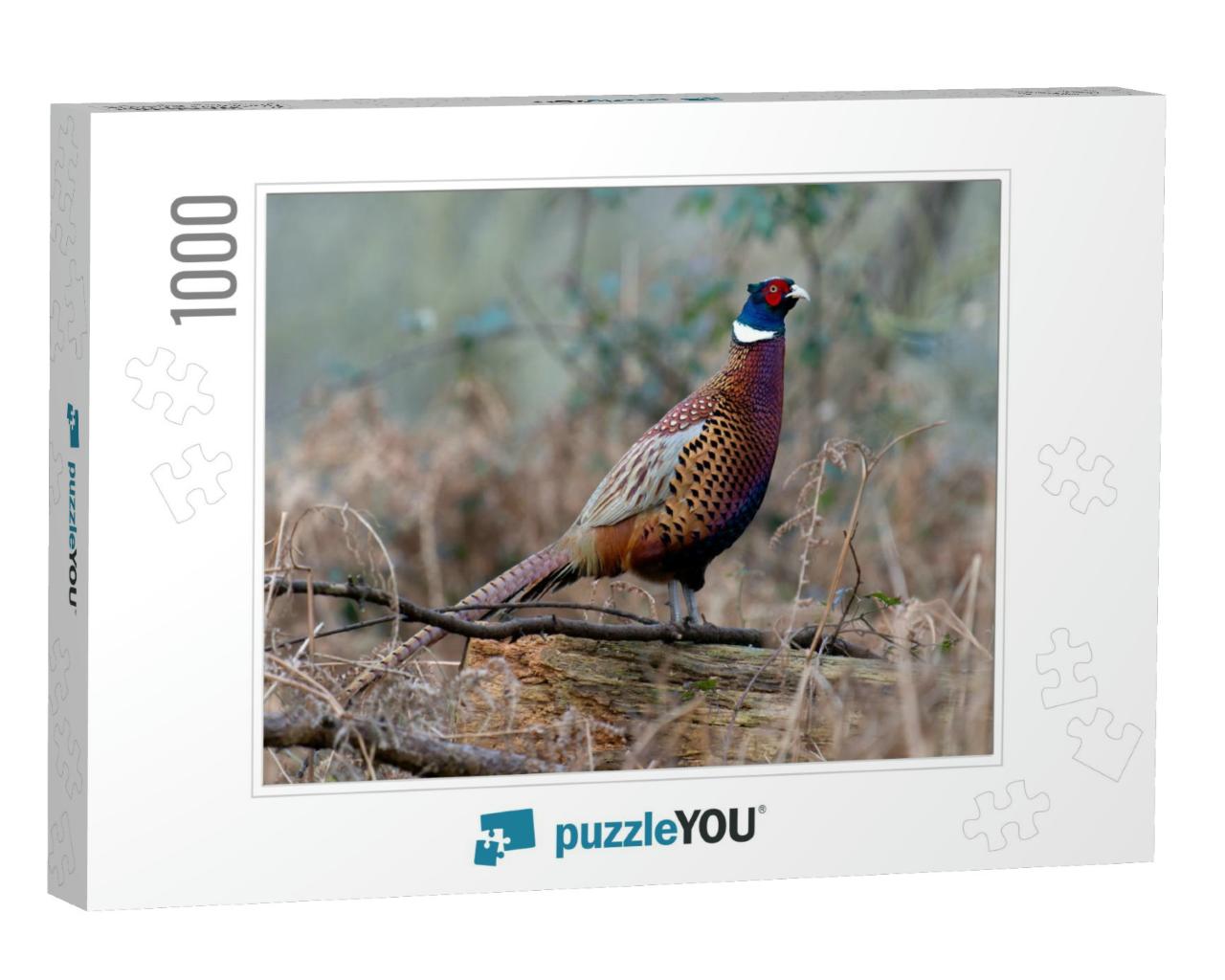 Common Pheasant, Phasianus Colchicus, Single Male on Log... Jigsaw Puzzle with 1000 pieces