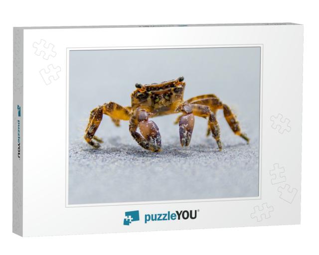 A Beach Crab Runs Along the Shore of a Sea... Jigsaw Puzzle