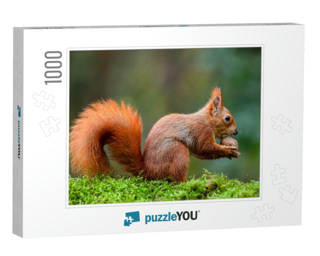 A Red Squirrel Eating a Nut on a Moss Trunk... Jigsaw Puzzle with 1000 pieces
