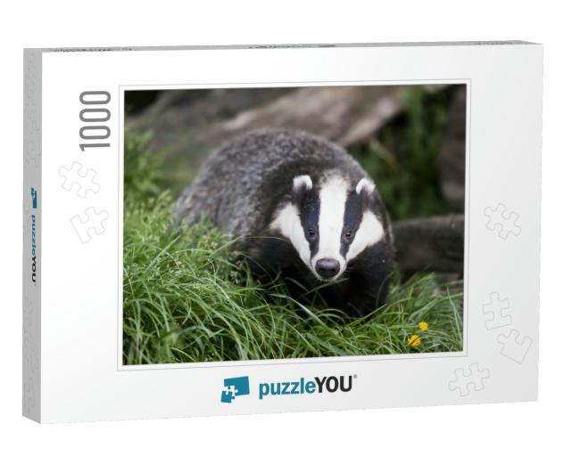 The European Badger Also Called Eurasian Badger & is or W... Jigsaw Puzzle with 1000 pieces