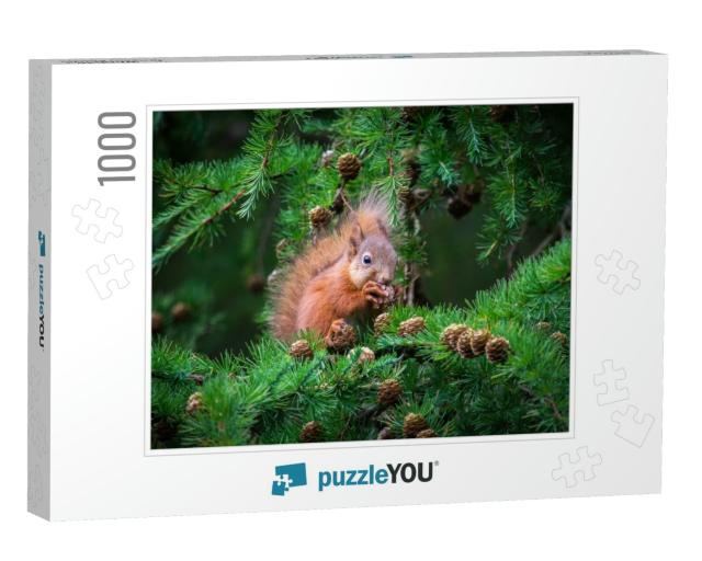 The Little Squirrel Feasting High Up in a Tree... Jigsaw Puzzle with 1000 pieces