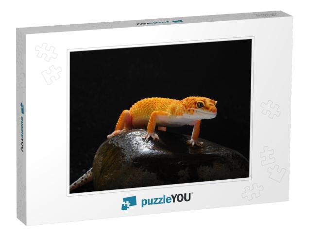 Gecko, Lizard, Leopard Lizard Gecko... Jigsaw Puzzle