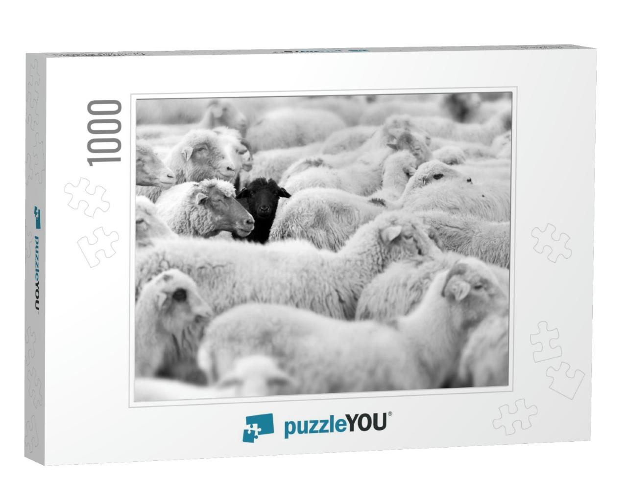 One Black Sheep in the Herd of Whites... Jigsaw Puzzle with 1000 pieces