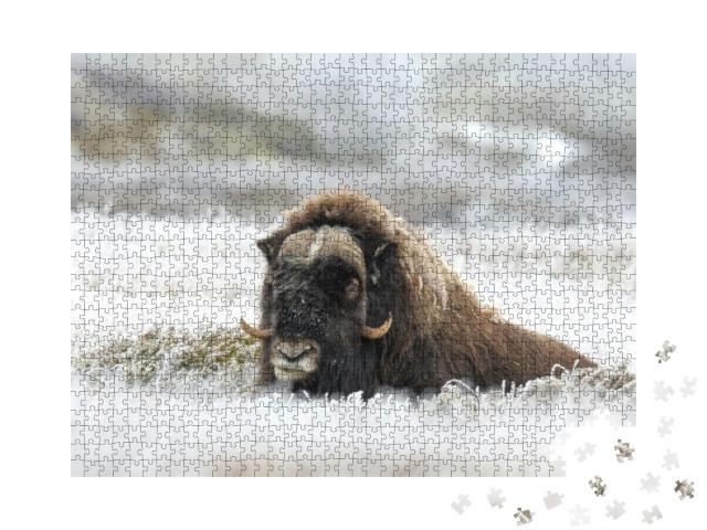 Musk Ox on Mountain... Jigsaw Puzzle with 1000 pieces