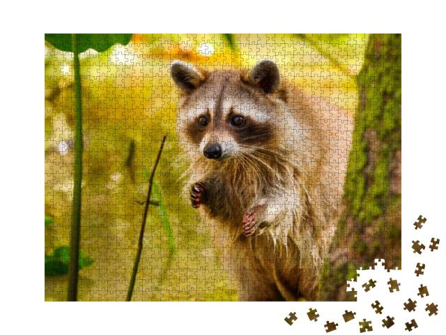 Rare Blonde Raccoon in a Swamp in Louisiana... Jigsaw Puzzle with 1000 pieces
