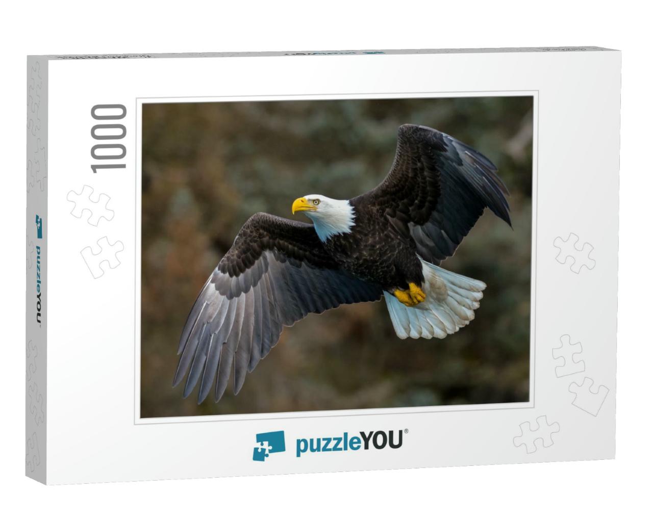 American Bald Eagle in Flight Against Alaskan Mountainsid... Jigsaw Puzzle with 1000 pieces
