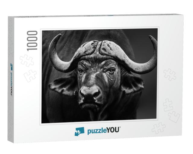 Buffalo Bull Close Up Portrait. Black & White. Syncerus C... Jigsaw Puzzle with 1000 pieces