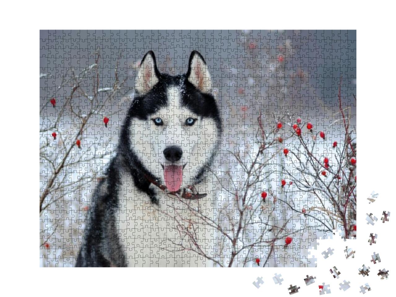Siberian Husky Dog Black & White Color with Blue Eyes in... Jigsaw Puzzle with 1000 pieces
