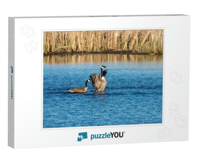 The Canada Geese Branta Canadensis on the Lake... Jigsaw Puzzle