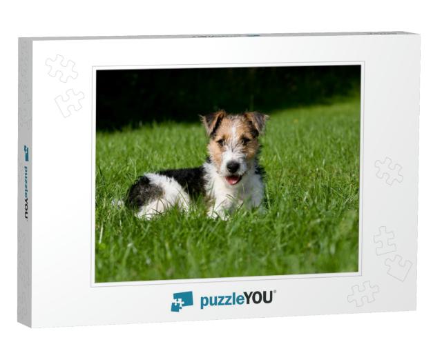 Wire-Haired Fox Terrier Dog, Pup Laying on Lawn... Jigsaw Puzzle