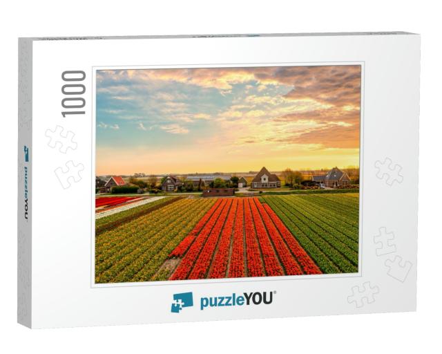Tulip Farm Field At Sunset. Sunset Tulip Farm Panorama. T... Jigsaw Puzzle with 1000 pieces
