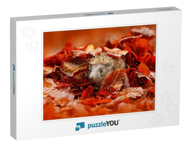 Autumn Orange Leaves with Hedgehog. European Hedgehog, Er... Jigsaw Puzzle