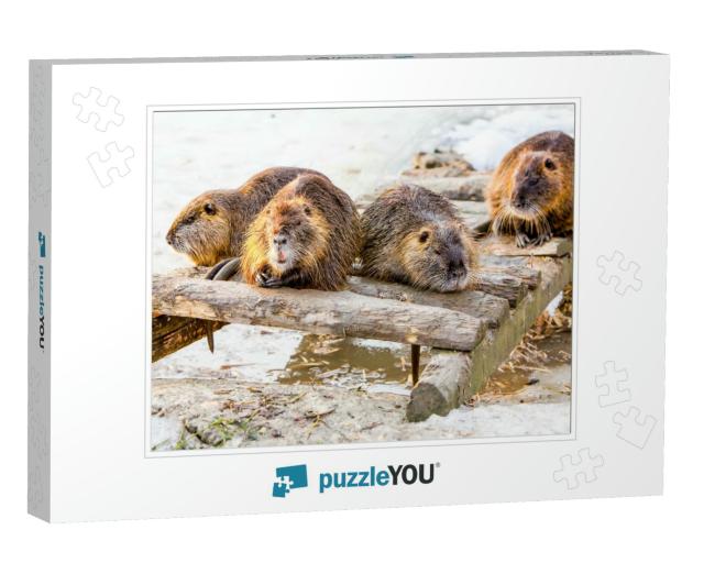 Beaver Family Group Snow Teeth Mice Four Members of a Bea... Jigsaw Puzzle
