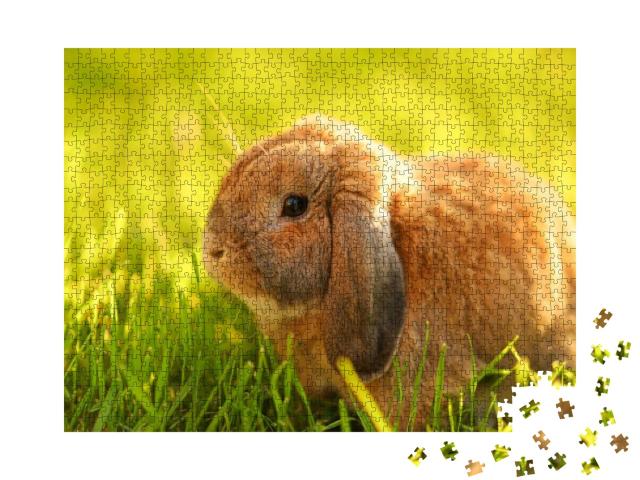 Little Lop-Eared Rabbit Sits on the Lawn. Dwarf Rabbit Br... Jigsaw Puzzle with 1000 pieces