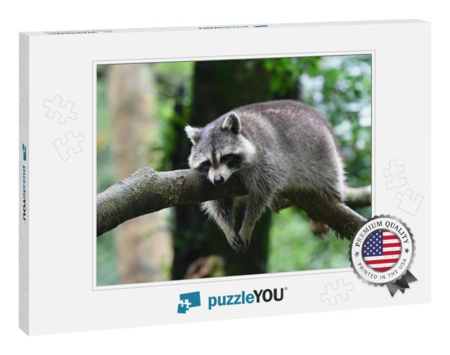 Raccoon... Jigsaw Puzzle