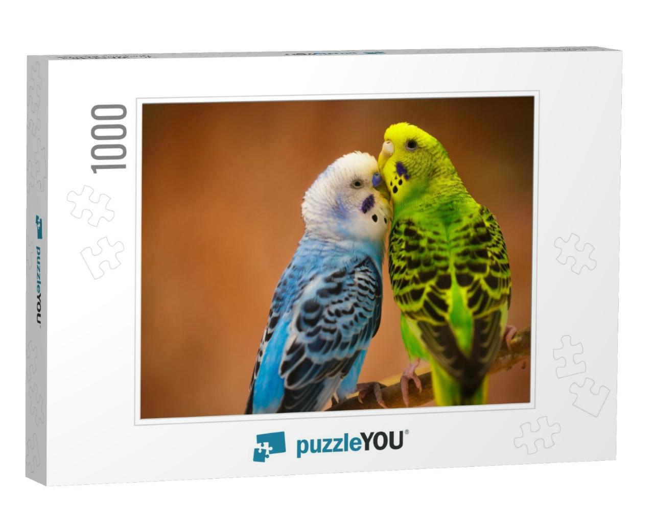 Budgerigar... Jigsaw Puzzle with 1000 pieces