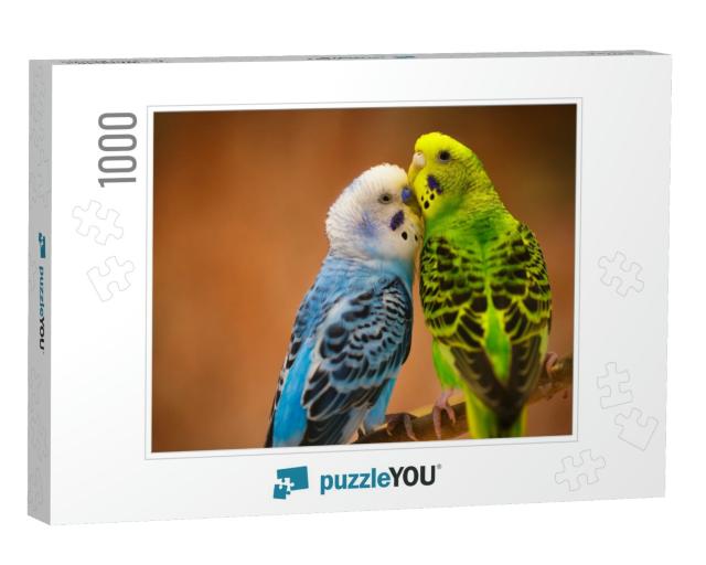 Budgerigar... Jigsaw Puzzle with 1000 pieces