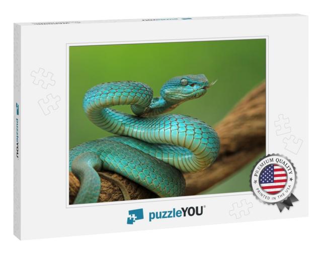 Blue Viper Snake on Branch, Viper Snake Ready to Attack... Jigsaw Puzzle