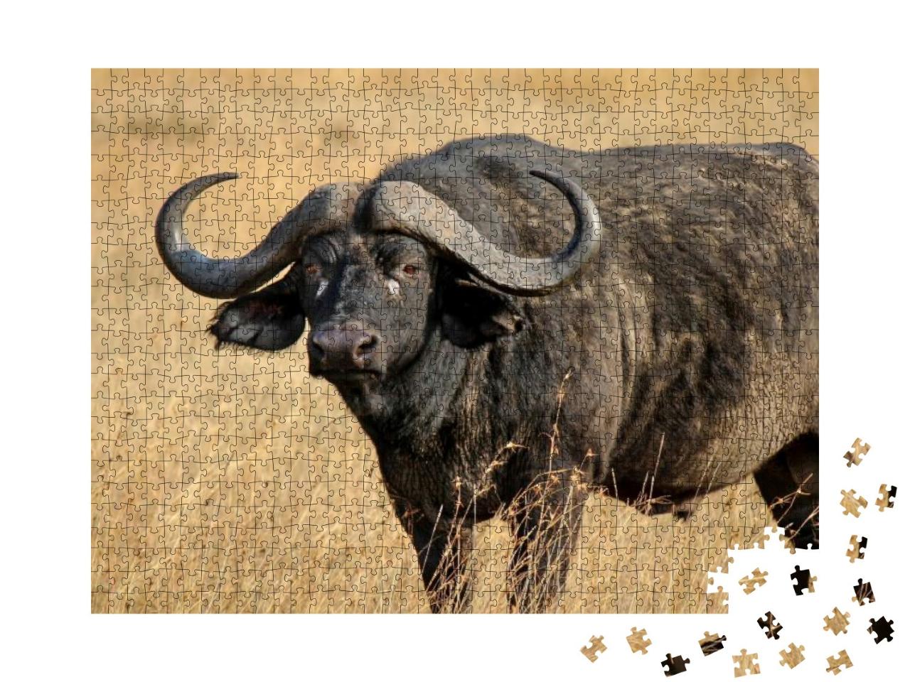 African Buffalo or Cape Buffalo - Scientific Name Synceru... Jigsaw Puzzle with 1000 pieces