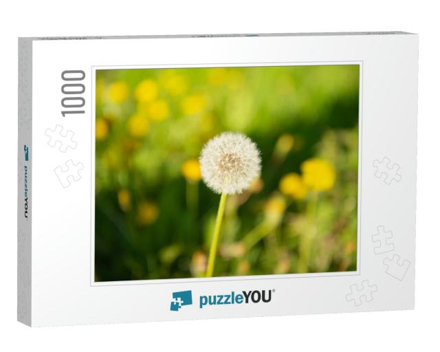 Dandelion Blowball Flower on Natural Background. Macro. N... Jigsaw Puzzle with 1000 pieces