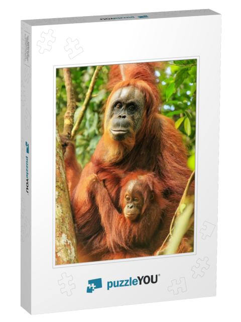 Female Sumatran Orangutan with a Baby Sitting on a Tree i... Jigsaw Puzzle