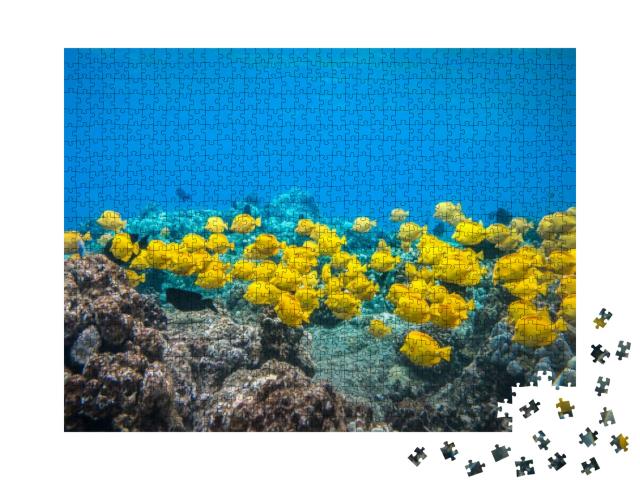 Yellow Tangsa Group of Yellow Tangs Fish Swimming in the... Jigsaw Puzzle with 1000 pieces