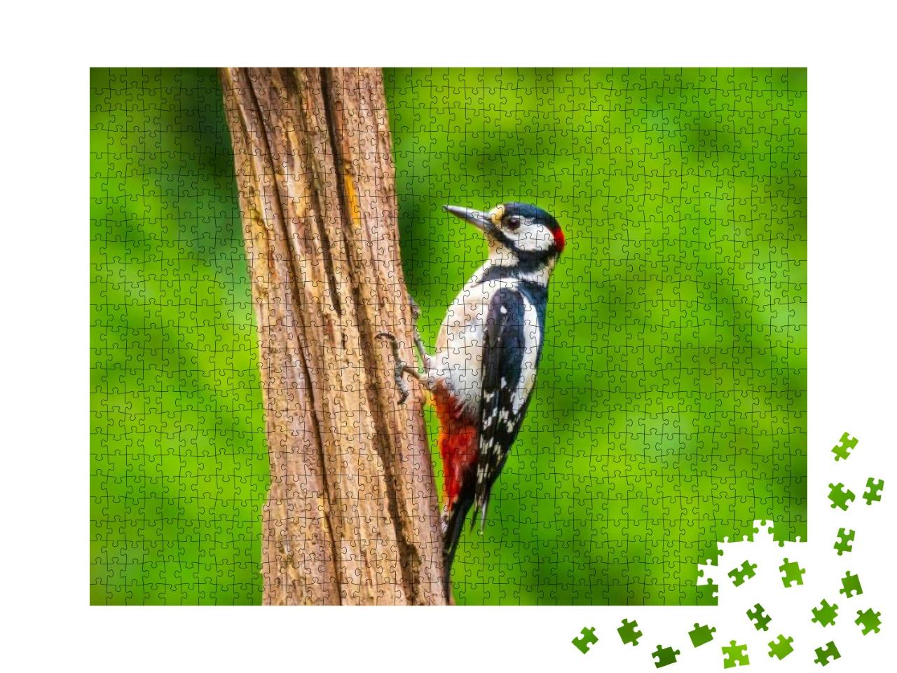 Closeup of a Great Spotted Woodpecker Bird, Dendrocopos M... Jigsaw Puzzle with 1000 pieces