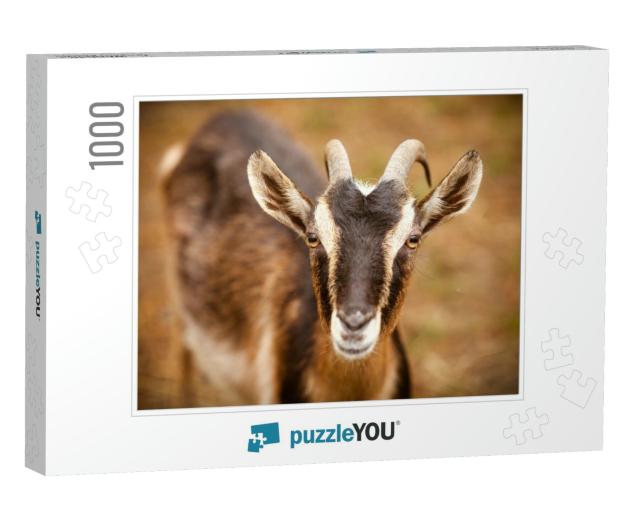 Goat. Portrait of a Goat on a Farm in the Village. Beauti... Jigsaw Puzzle with 1000 pieces