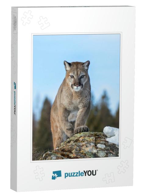 Cougar or Mountain Lion Puma Concolor Walking on Top of R... Jigsaw Puzzle