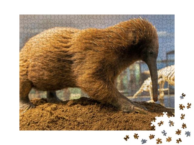 Australian Long Beaked Echidna, Spiny Anteater... Jigsaw Puzzle with 1000 pieces