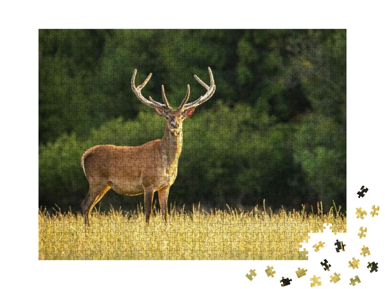 Sunlit Red Deer, Cervus Elaphus, Stag with New Antlers Gr... Jigsaw Puzzle with 1000 pieces