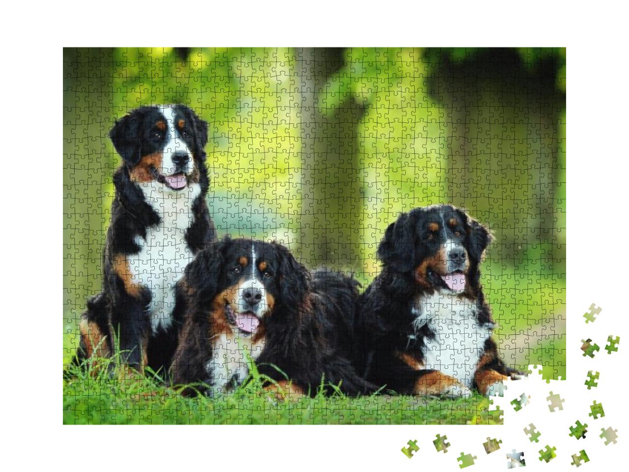 Bernese Mountain Dog... Jigsaw Puzzle with 1000 pieces