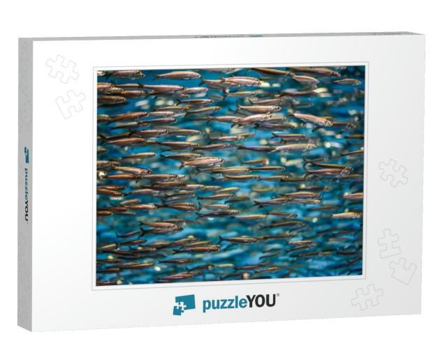 A School of Anchovies Swimming in the Deep Blue Sea of th... Jigsaw Puzzle