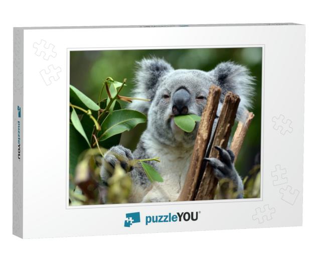 Koala At Lone Pine Koala Sanctuary Brisbane... Jigsaw Puzzle