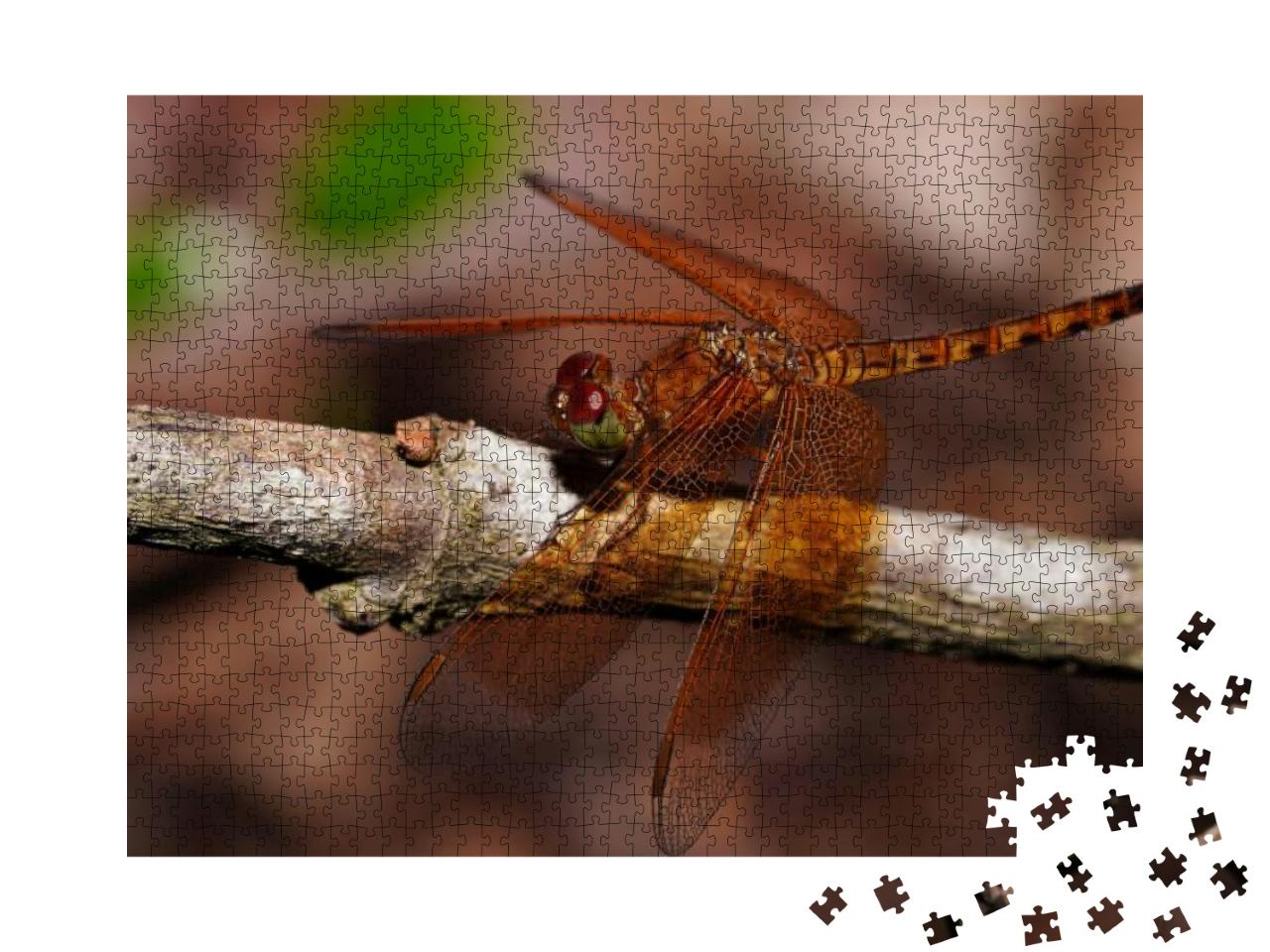 Dragonfly, Golden-Brown Body, Red Eyes, Green... Jigsaw Puzzle with 1000 pieces