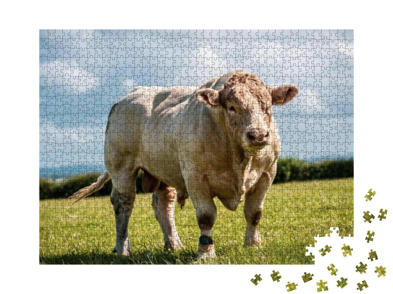Really Powerful Charolais Bull - Breed. Showing His Muscl... Jigsaw Puzzle with 1000 pieces