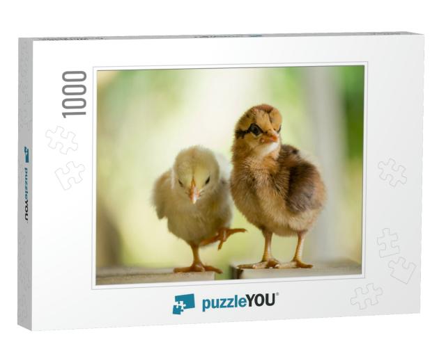 Twin or Couple of Little Chickens Friend Between Brown &... Jigsaw Puzzle with 1000 pieces