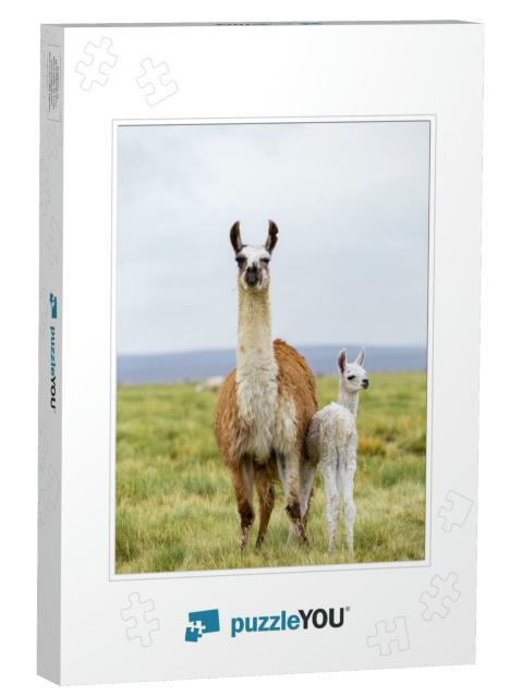 A Llama & Her Baby in the Altiplano in Bolivia... Jigsaw Puzzle