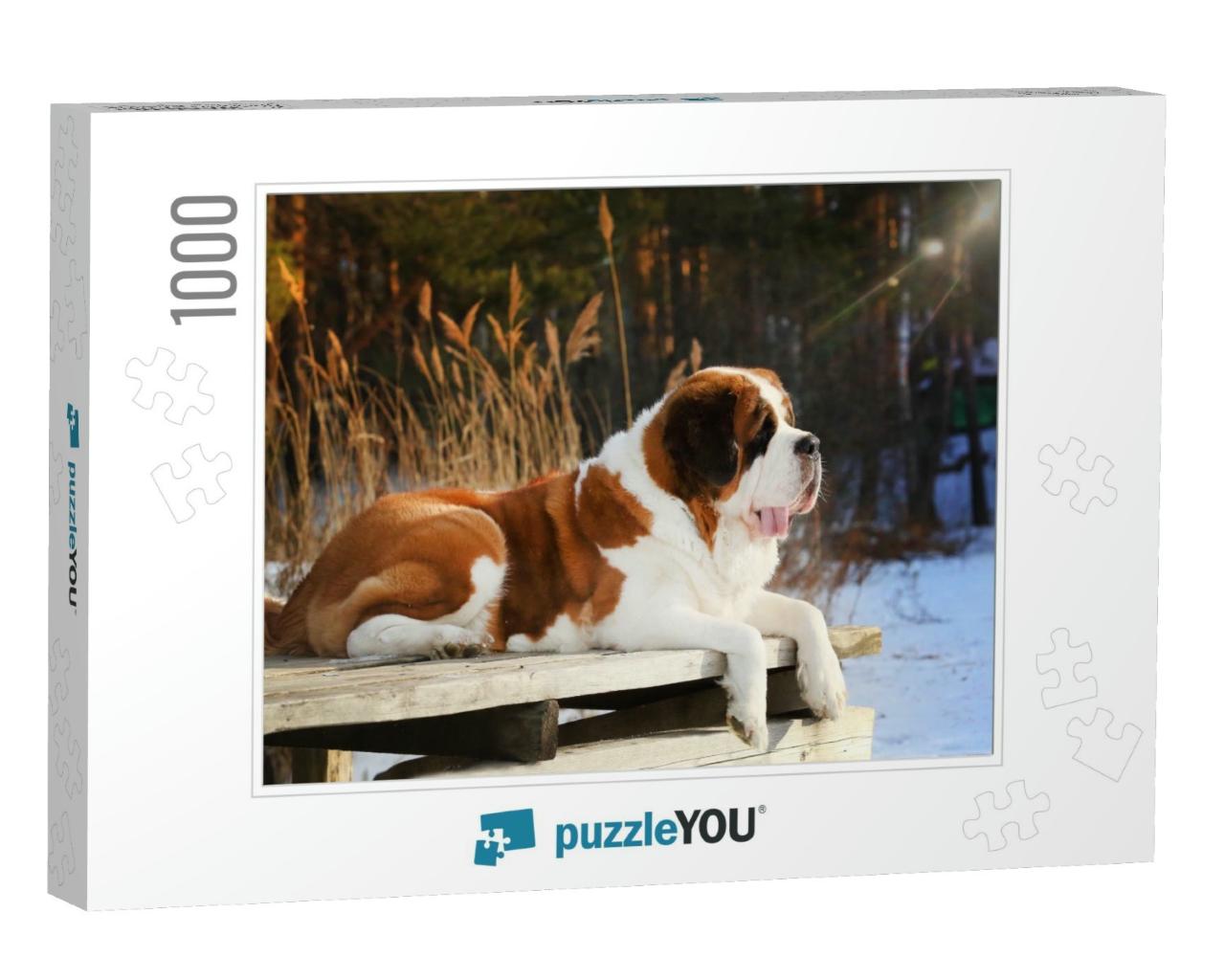 Purebred Dog Saint Bernard Lies on a Wooden Pier in the W... Jigsaw Puzzle with 1000 pieces