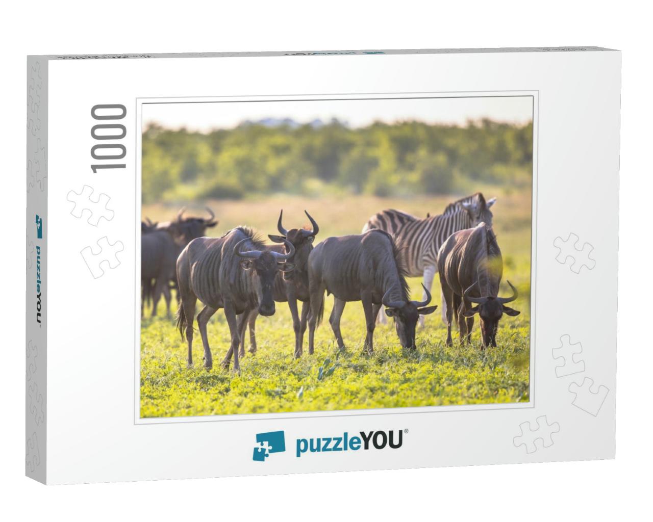 Common Blue Wildebeest or Brindled Gnu Connochaetes Tauri... Jigsaw Puzzle with 1000 pieces