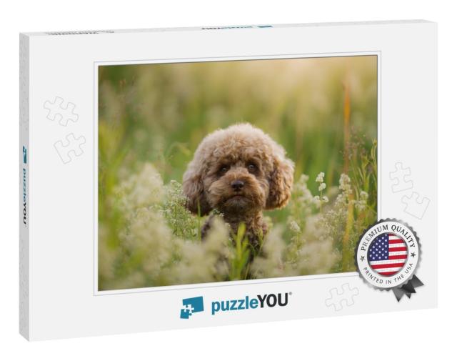 Miniature Chocolate Poodle on the Grass. Pet in Nature. C... Jigsaw Puzzle