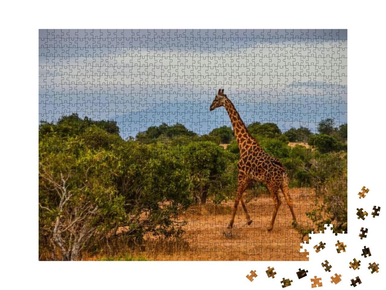 Kenya, Safari, Giraffe in the Middle of Savanna... Jigsaw Puzzle with 1000 pieces