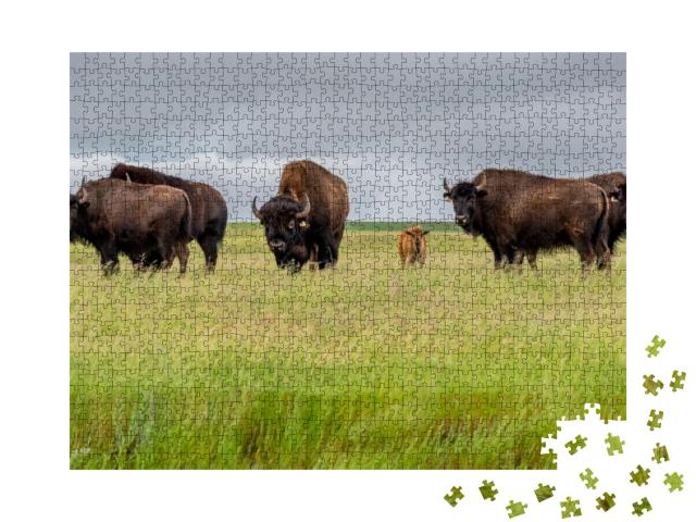 A Herd of Plains Bison with a Baby Calf in a Pasture in S... Jigsaw Puzzle with 1000 pieces