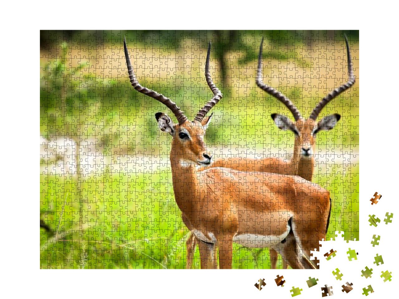 Antelope Impala in Nature Uganda. Antelope Animal Portrai... Jigsaw Puzzle with 1000 pieces
