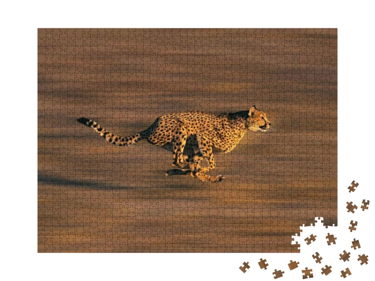 Cheetah Acinonyx Jubatus, Adult Running Through Savannah... Jigsaw Puzzle with 1000 pieces